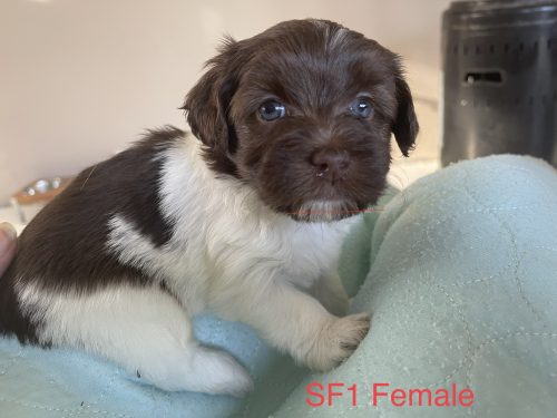 Havanese for sale in Florida