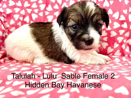 Available Havanese puppies