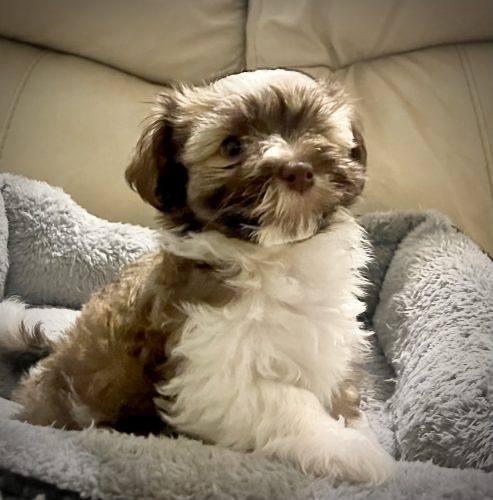 Havanese for sale